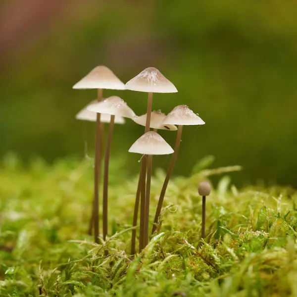 Mushroom (5)